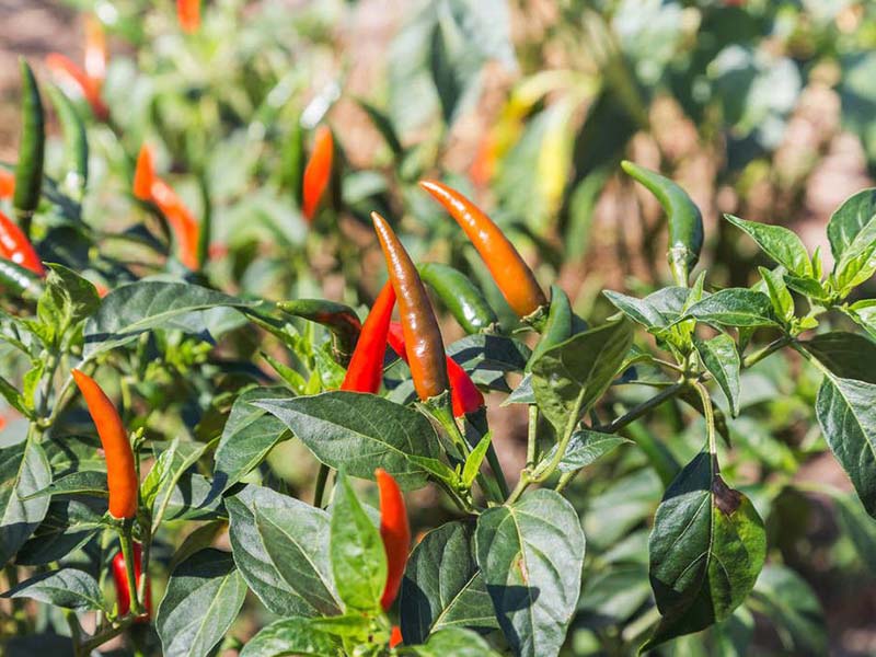 種植辣椒