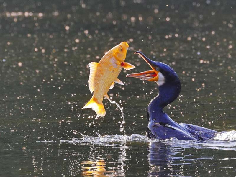 水產(chǎn)養(yǎng)殖常規(guī)水質(zhì)指標(biāo)的作用 水產(chǎn)養(yǎng)殖常規(guī)水質(zhì)指標(biāo)的作用