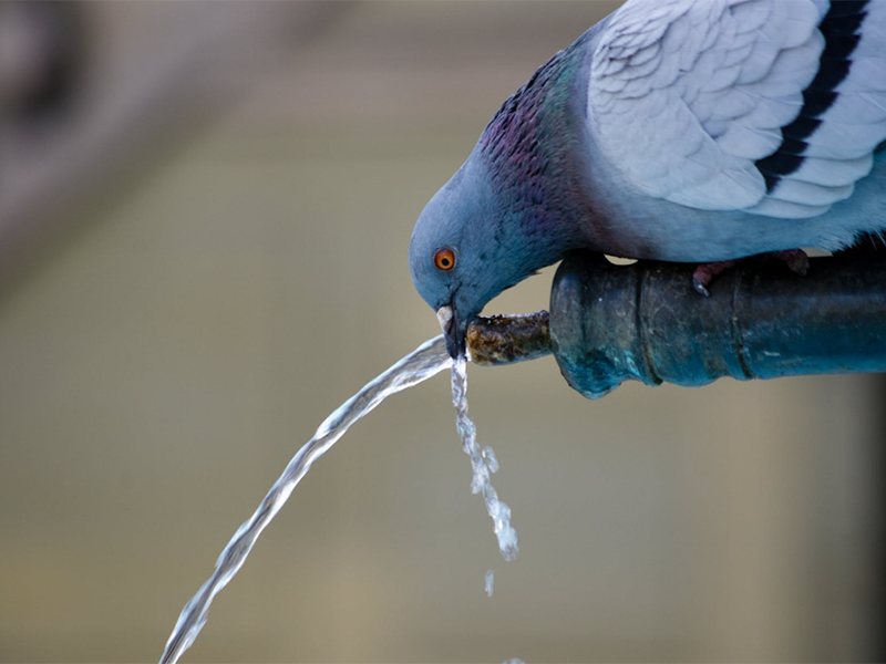 飲用水重金屬指標(biāo)及限值（飲用水重金屬超標(biāo)的危害）