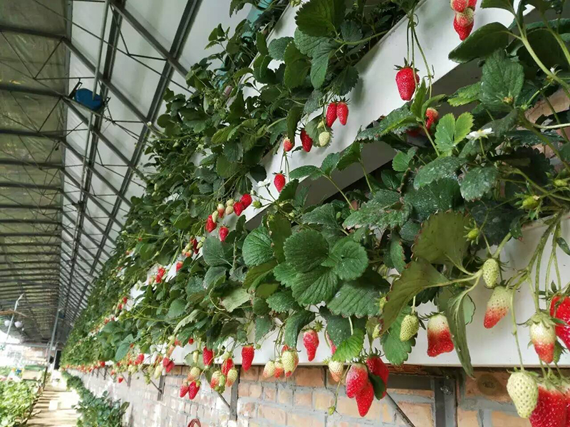 土壤水分測(cè)量?jī)x 土壤水分測(cè)量?jī)x